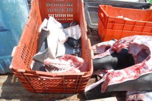 An extraordinary animal reduced to bins of parts, and it was very difficult not to feel quite emotional about it.