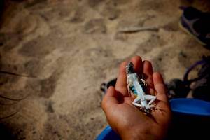 Sidekick Steve, seen here relaxing.