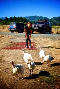 Aaand... the chicks.  Five of the six pictured here, the other one I am sure is following me around and trying to get into the shower with me.
